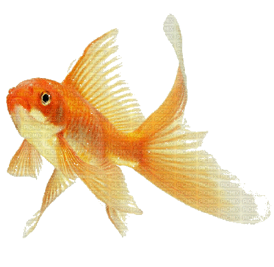 fish time.gif